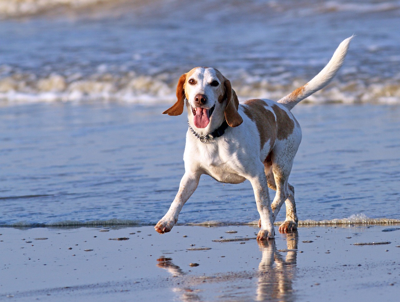 A medium-sized dog on the beach, enjoying our dog puns.